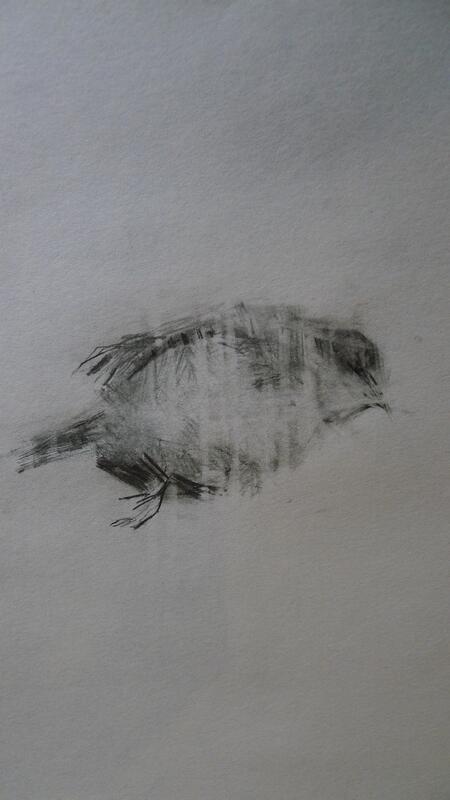 Small bird sketch